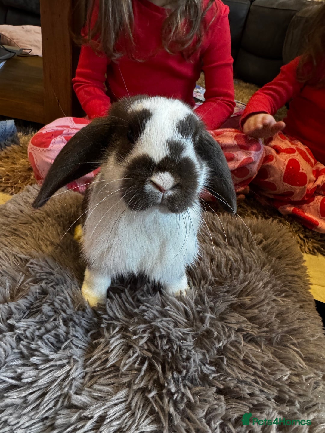 Mini Lop rabbits for sale: Mini Lop bunnies for sale  - Advert 1