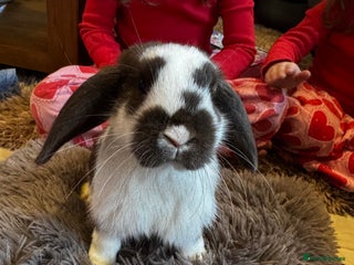 Mini Lop rabbits Mini Lop bunnies for sale - Advert 6