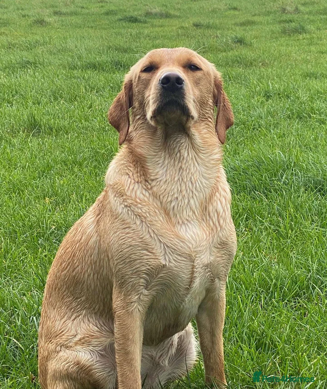 Labrador Retriever dogs for sale: KC Labrador Bitch Puppy ready to leave  - Advert 10