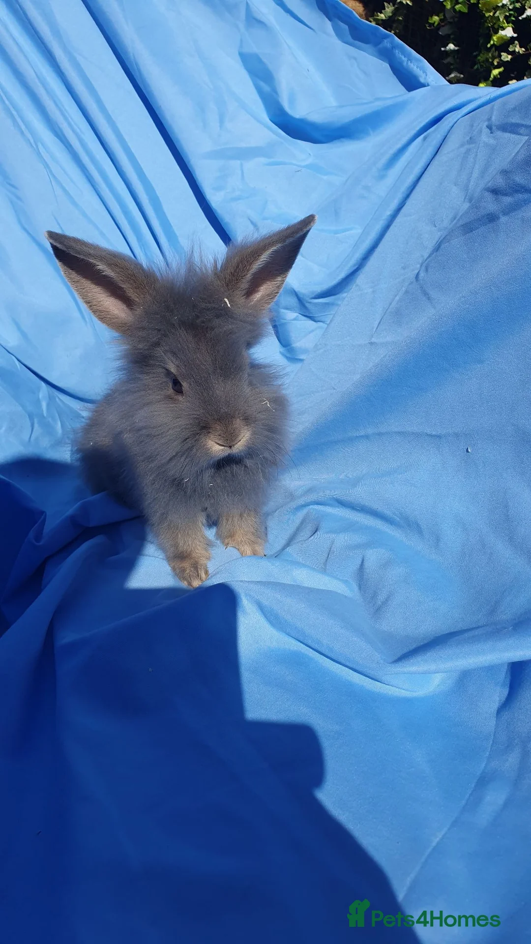 Mixed Breed rabbits for sale: Baby rabbits  - Advert 4