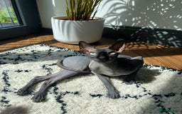 Sphynx cats for sale: Ratty - Grey Male Canadian Sphynx Cat 4 years old  - Image 1