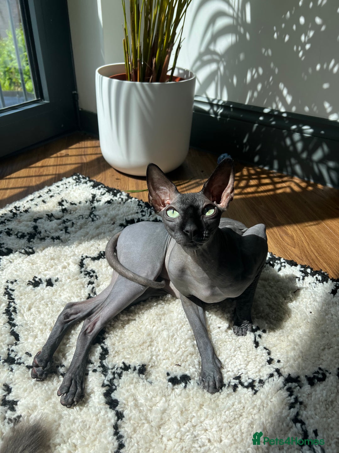 Sphynx cats for sale: Ratty - Grey Male Canadian Sphynx Cat 4 years old  - Image 1