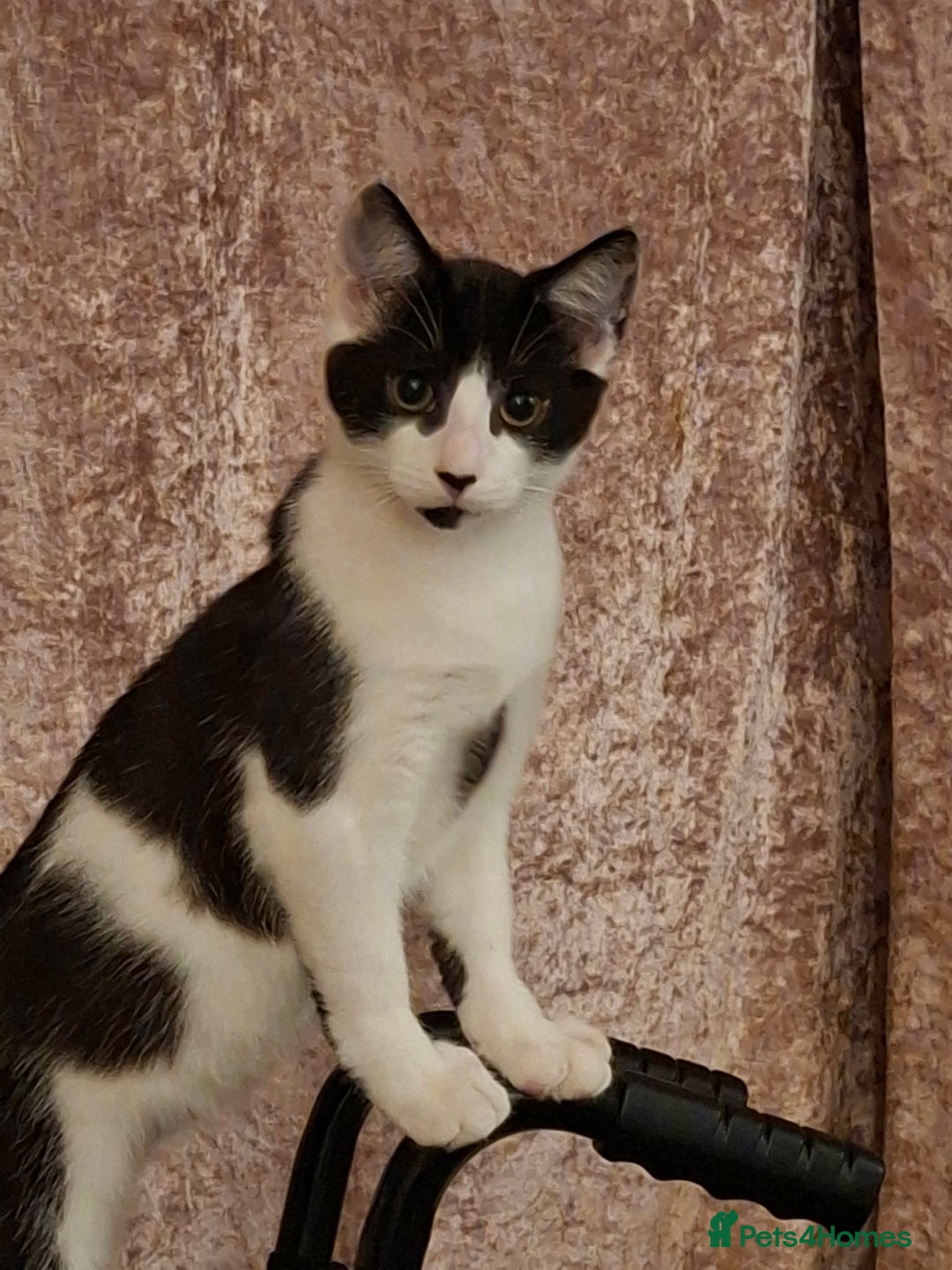 Mixed Breed cats for sale: Male kitten looking for loving home. - Advert 1