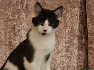 Mixed Breed cats Male kitten looking for loving home. - Advert 1