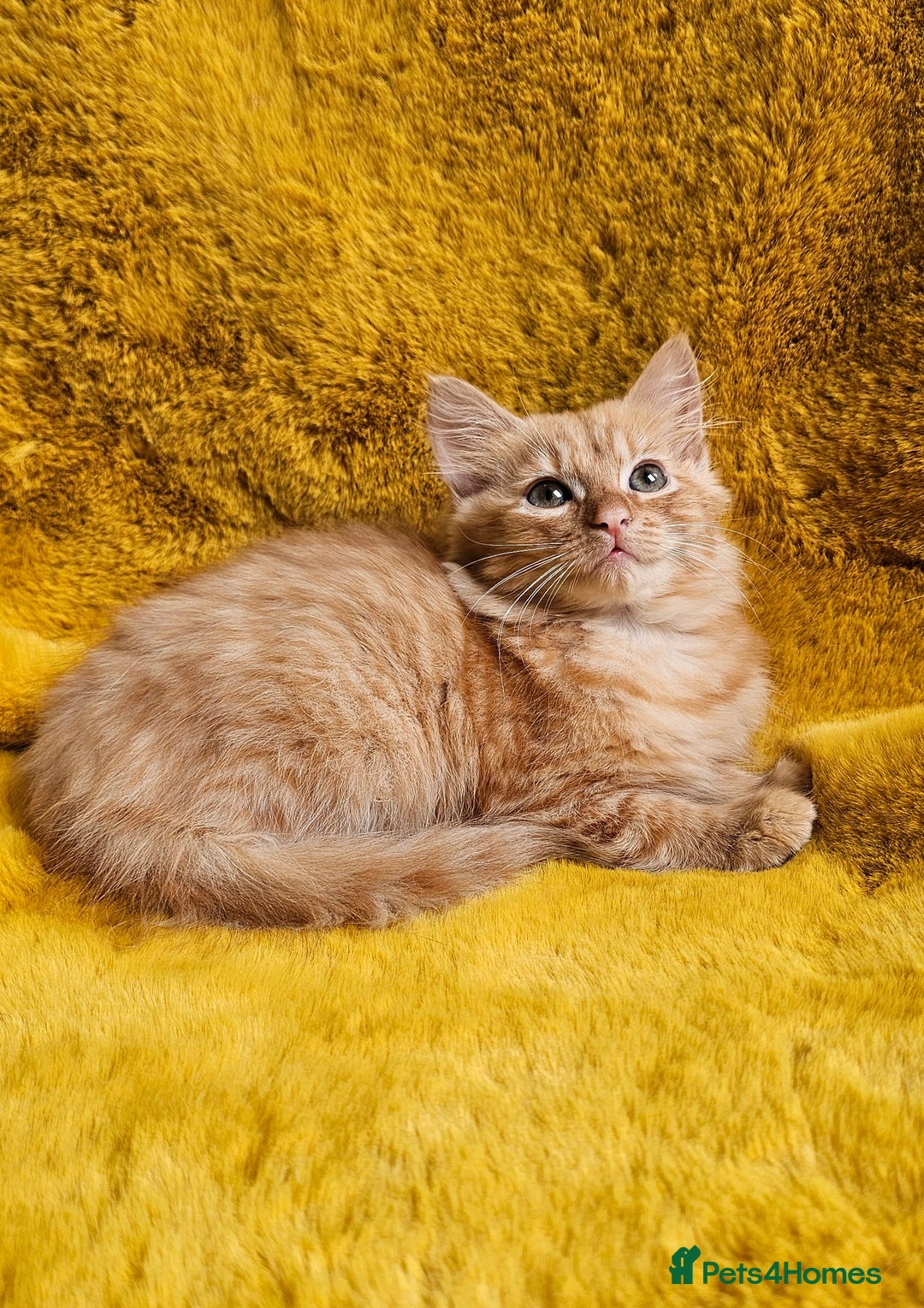 Maine Coon cats for sale: Kitten - Image 1
