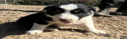Border Collie dogs for sale: Beautiful Tri coloured collie puppies for sale - Advert 3