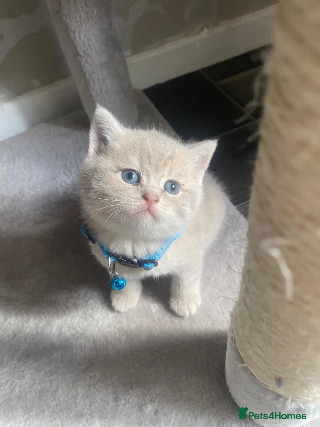 Brazilian Shorthair cats for sale: Beautiful british shorthair kittens blue lilac   - Advert 1