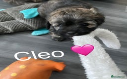 Mixed Breed dogs for sale: 3 Beautiful Shih Tzu x Toy poodle  - Advert 12