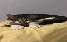 Mixed Breed cats for sale: Tabby female just over a year old sweetheart  - Image 7