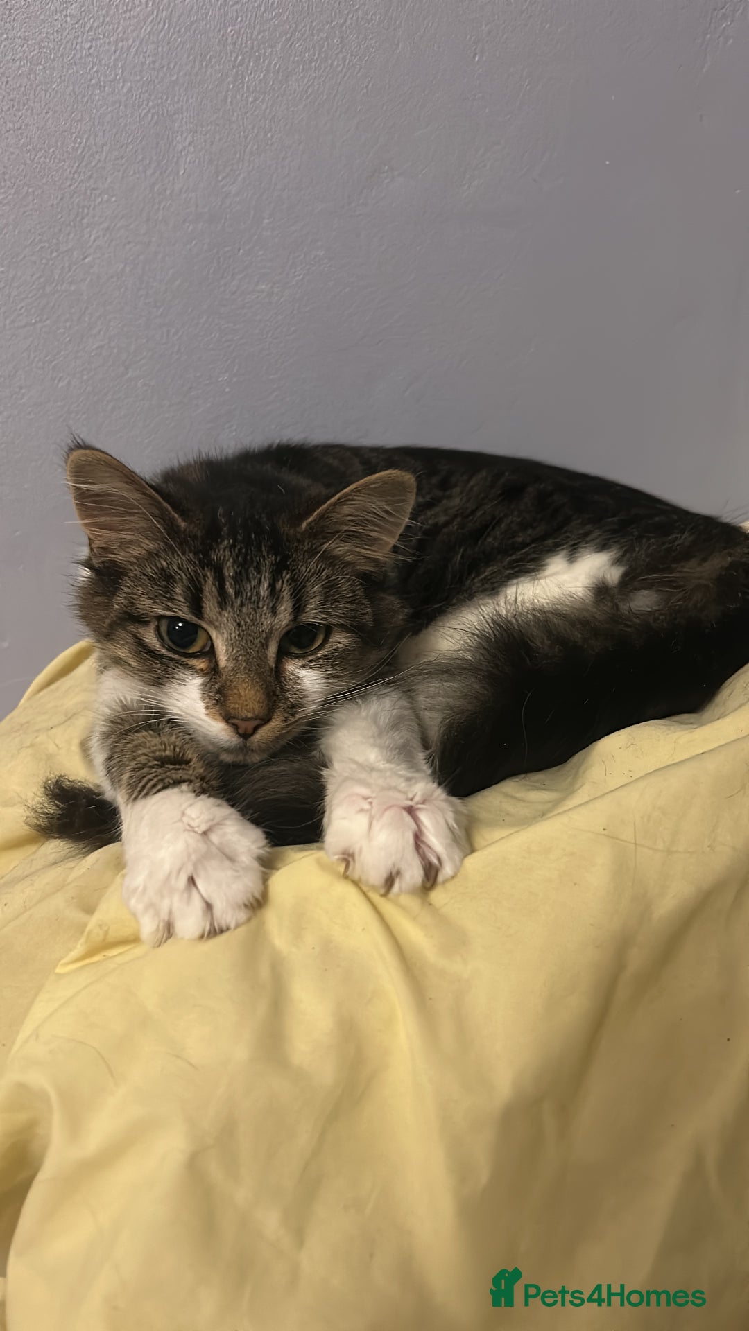 Mixed Breed cats for sale: Tabby female just over a year old sweetheart  - Image 7
