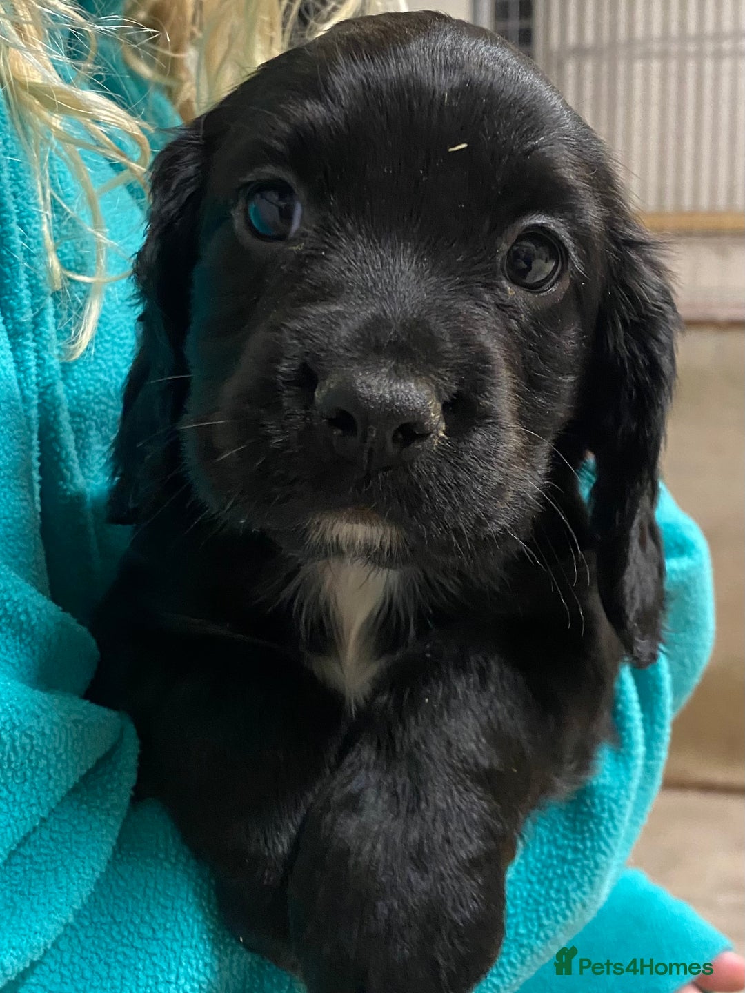 Cocker Spaniel dogs for sale: Cocker Spaniel Puppies for Sale - Advert 7