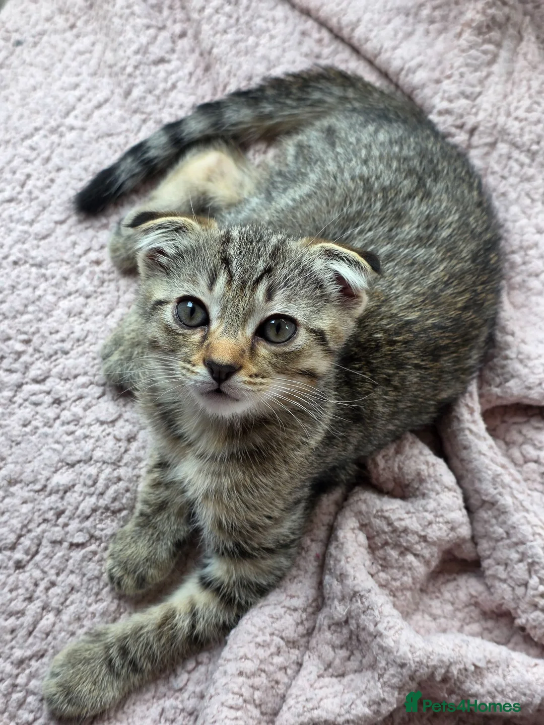 Scottish Fold cats for sale: *ONE LEFT, READY NOW* Pretty Scottish Fold girl  - Advert 1