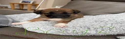 Mixed Breed dogs for sale: Beautiful Tri coloured pups - Advert 13