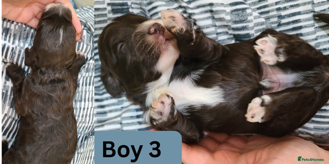 Cockapoo dogs for sale:  Chocolate F1 Cockapoos DNA Tested  - Advert 11