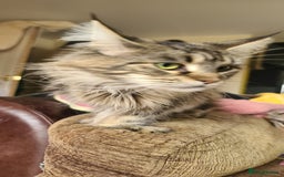 Maine Coon cats for sale: POLYDACTYL BEAUTY - Image 5