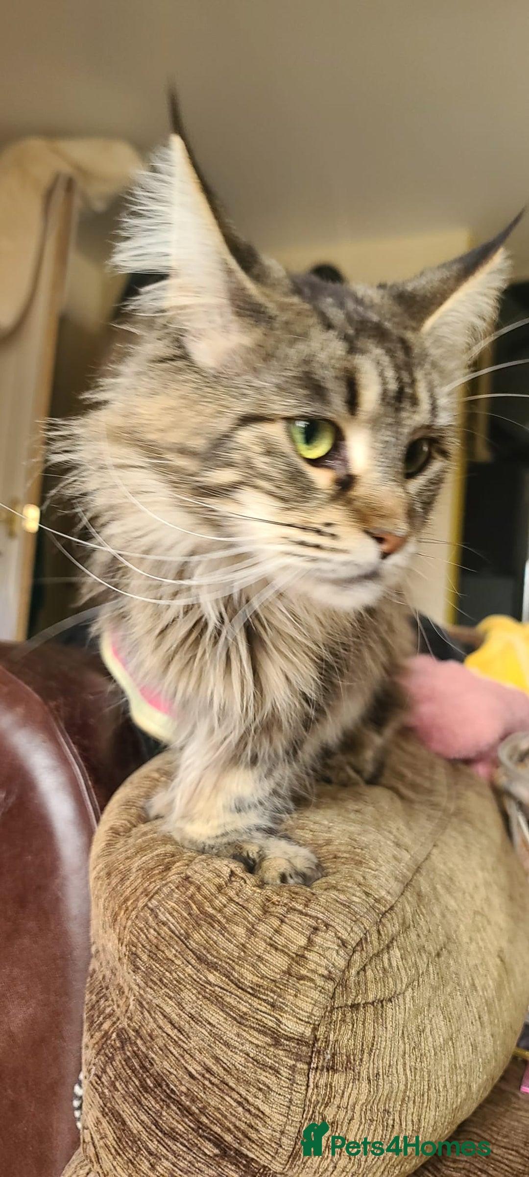 Maine Coon cats for sale: POLYDACTYL BEAUTY - Image 5