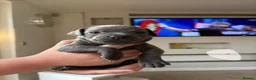 Staffordshire Bull Terrier dogs for sale: Staffordshire Bull Terrier pups x2 beautiful girls - Advert 18