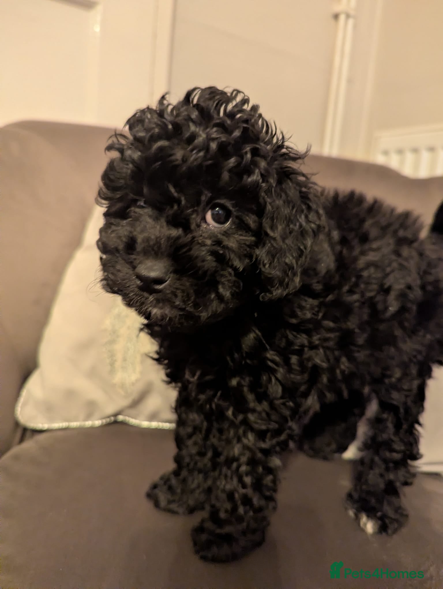 Poochon dogs Ready to leave! black with chocolate undercoat  - Advert 13