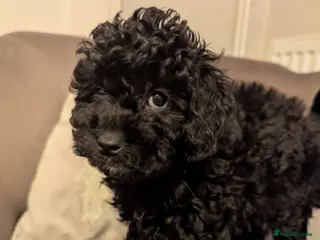 Poochon dogs Ready to leave! black with chocolate undercoat - Advert 13