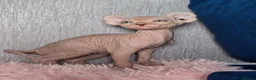Sphynx cats for sale: 🐾 Gorgeous Sphynx Kittens – Reservations Open! 🐾 - Advert 32