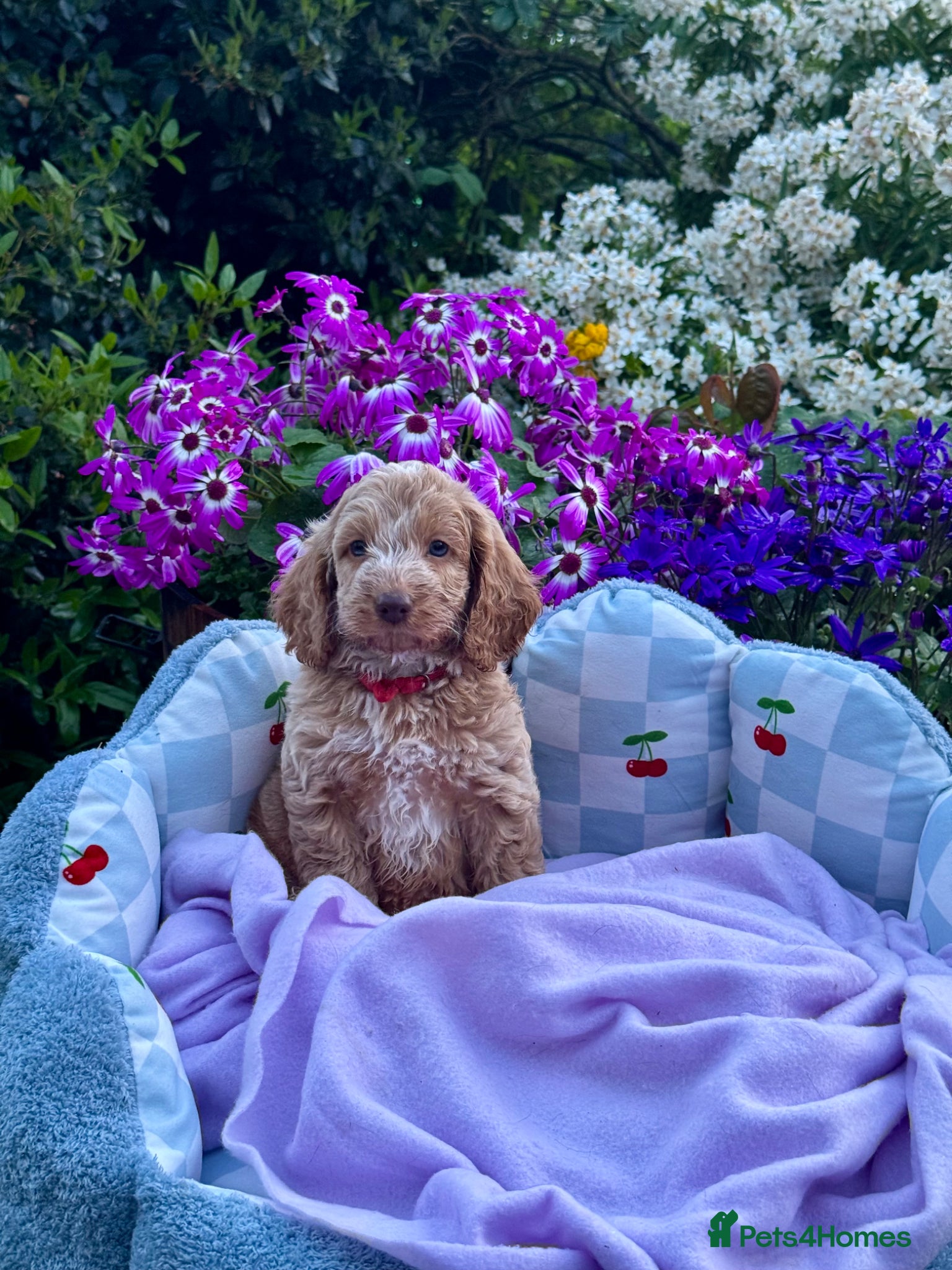 Cockapoo dogs 4 left gorgeous f1 apricot Cockerpoos  - Advert 2