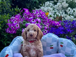 Cockapoo dogs 4 left gorgeous f1 apricot Cockerpoos - Advert 8