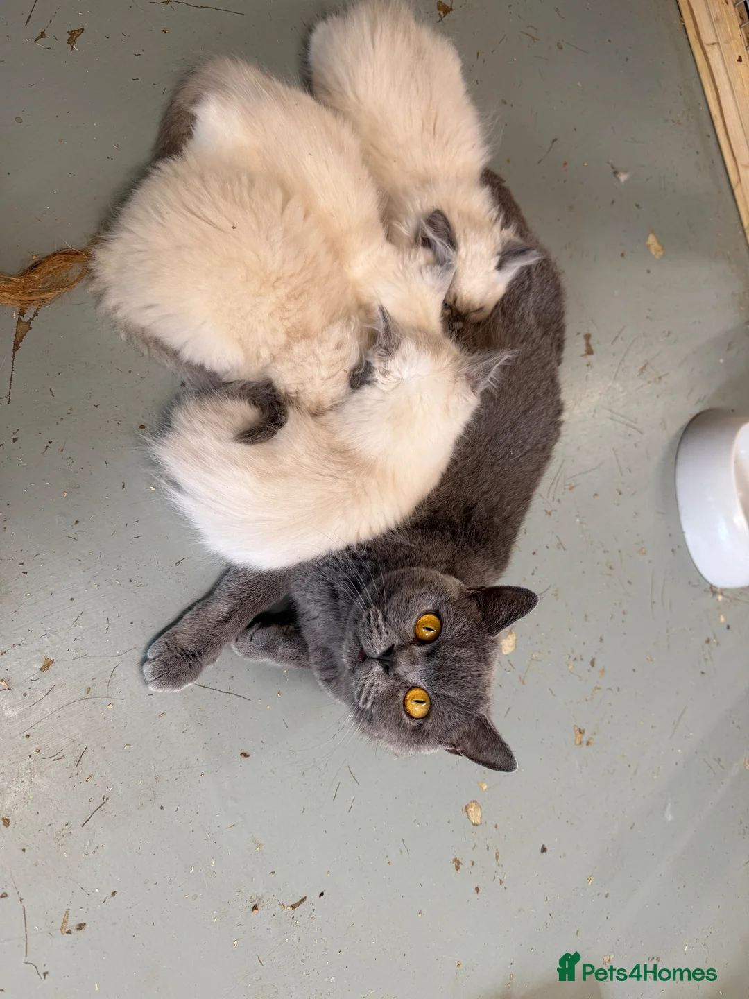 British Shorthair cats for sale: BSH blue retired queen GCCF Reg  - Advert 5
