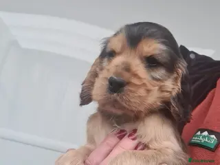 Cocker Spaniel dogs Sable Show Type Cocker Spaniels- KC reg - Advert 11