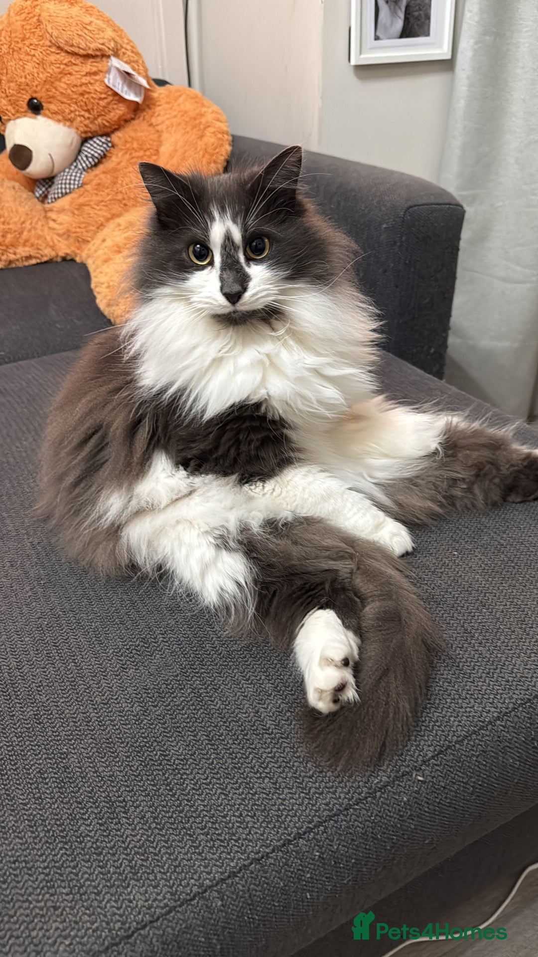 Mixed Breed cats for sale: Reluctant Home- 2 Male cats - Advert 3