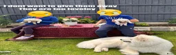 Samoyed dogs for sale: Bundle of joy 3 Puppy - Advert 13