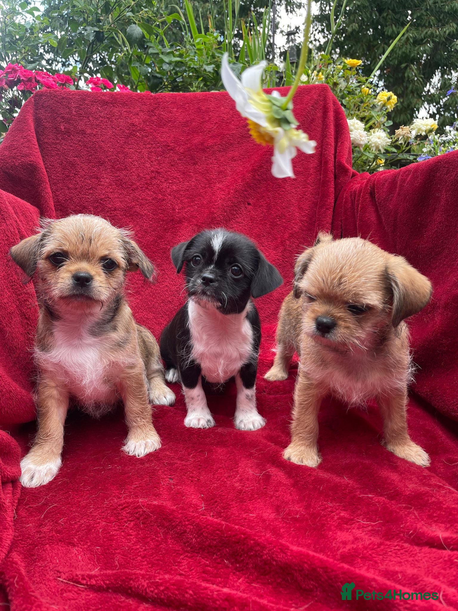 Mixed Breed dogs Lovely litter of beautiful shichis - Advert 2