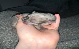 French Bulldog dogs for sale: French bulldog puppies for sale!!  - Image 11