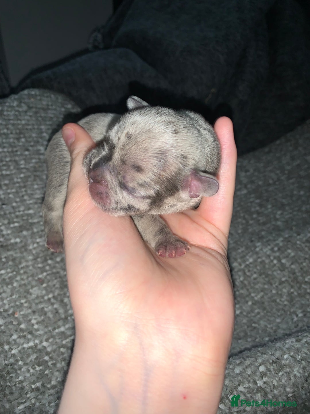French Bulldog dogs for sale: French bulldog puppies for sale!!  - Image 11