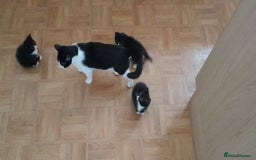 European cats for sale: Kittens - Image 6