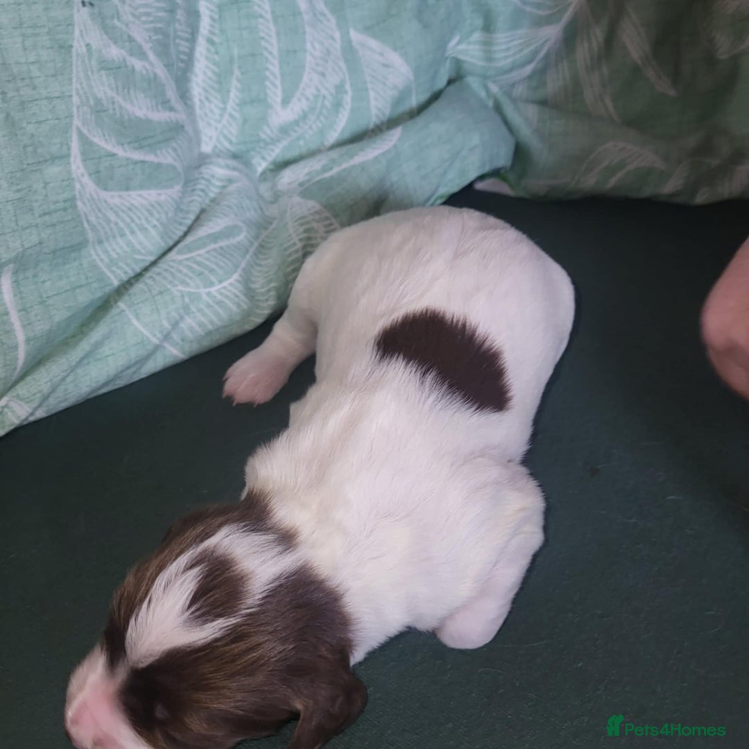 Sprocker dogs for sale: Adorable Chunky Sprocker Spaniel Pups - Image 15