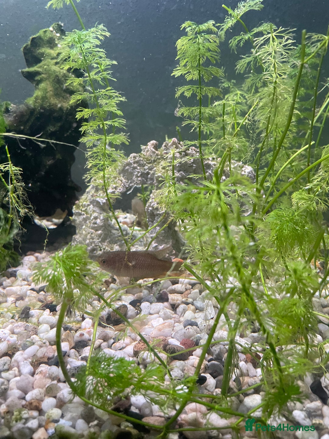Gouramis fish for sale: 5 beautiful paradise fish and 1 pearl gourami - Image 4