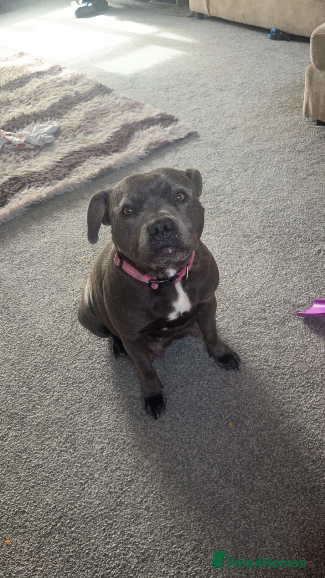 Staffordshire Bull Terrier dogs for sale: Beautiful blue staffy pups for sale x - Advert 9