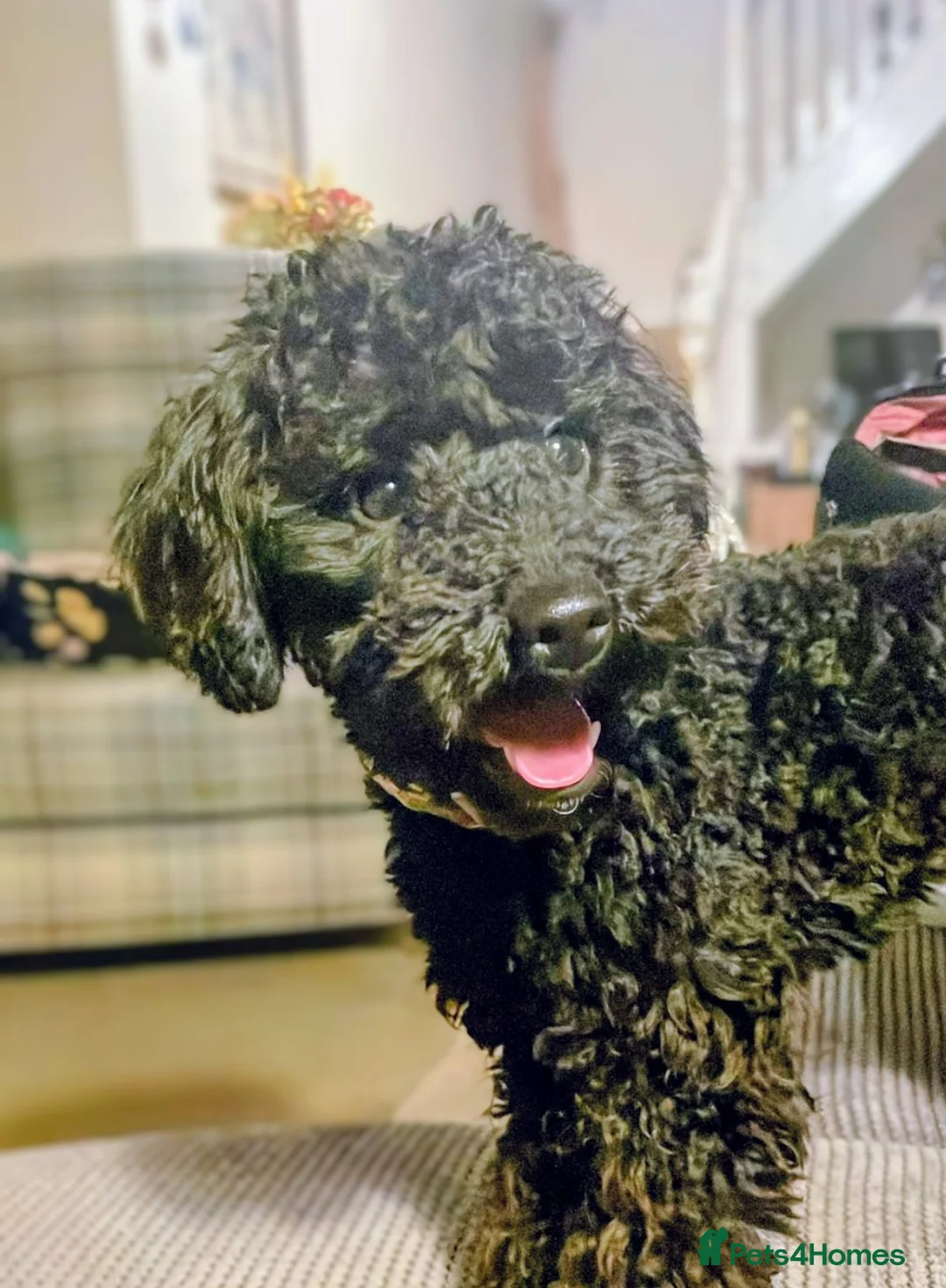 Cockapoo dogs for sale: Beautiful cockapoo in Tredegar - Advert 3