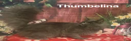 Maine Coon cats for sale: TICA Registered Maine Coon Kittens Polydactyl.  - Advert 9