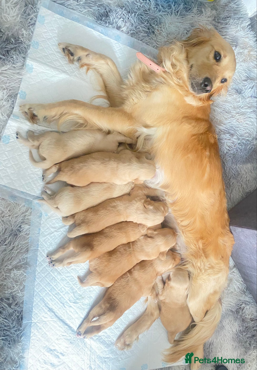 Golden Retriever dogs for sale: Beautiful KC golden pups ready to leave 🥰🥰🏡 - Image 21