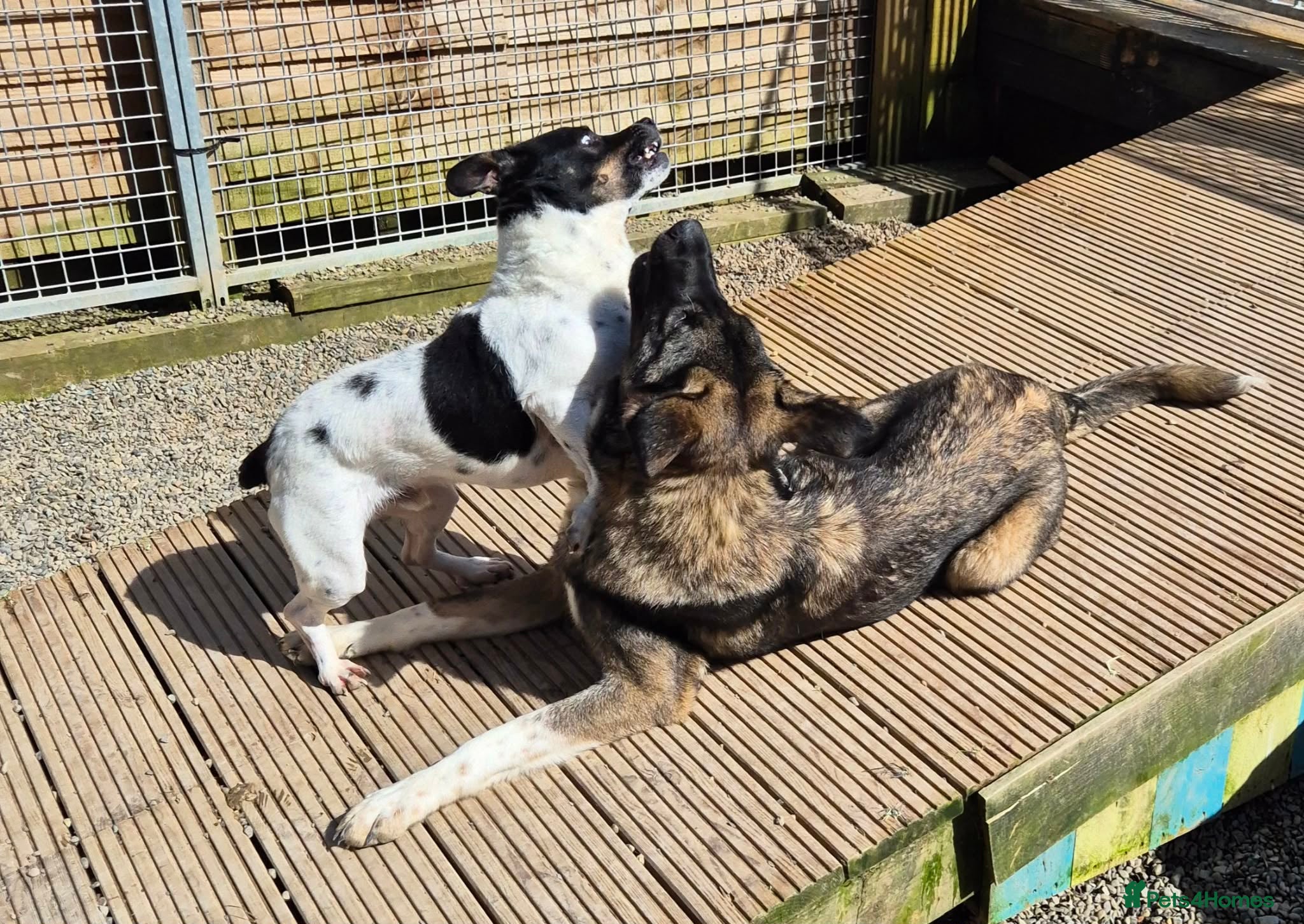 Mixed Breed dogs for adoption: Cody - In Ayr Looking for a home  - Advert 8
