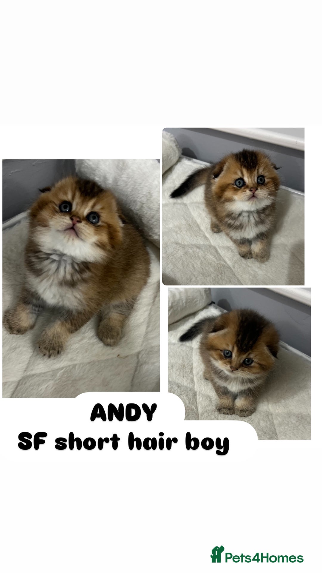 Scottish Fold cats for sale: Pure breed Pedigree SF kittens  - Advert 2