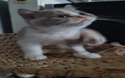 British Shorthair cats for sale: Pure bsh kittens from DNA & genetic tested parents - Image 15