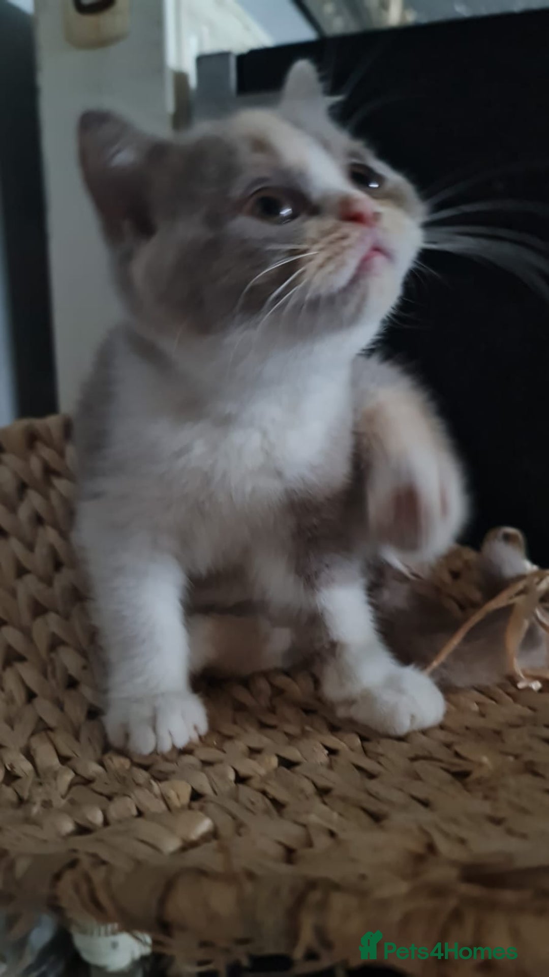 British Shorthair cats for sale: Pure bsh kittens from DNA & genetic tested parents - Image 15