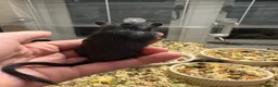 Gerbil rodents for sale: Gerbils in Stanford-le-Hope - Advert 1