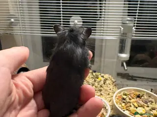 Gerbil rodents Gerbils - Advert 1