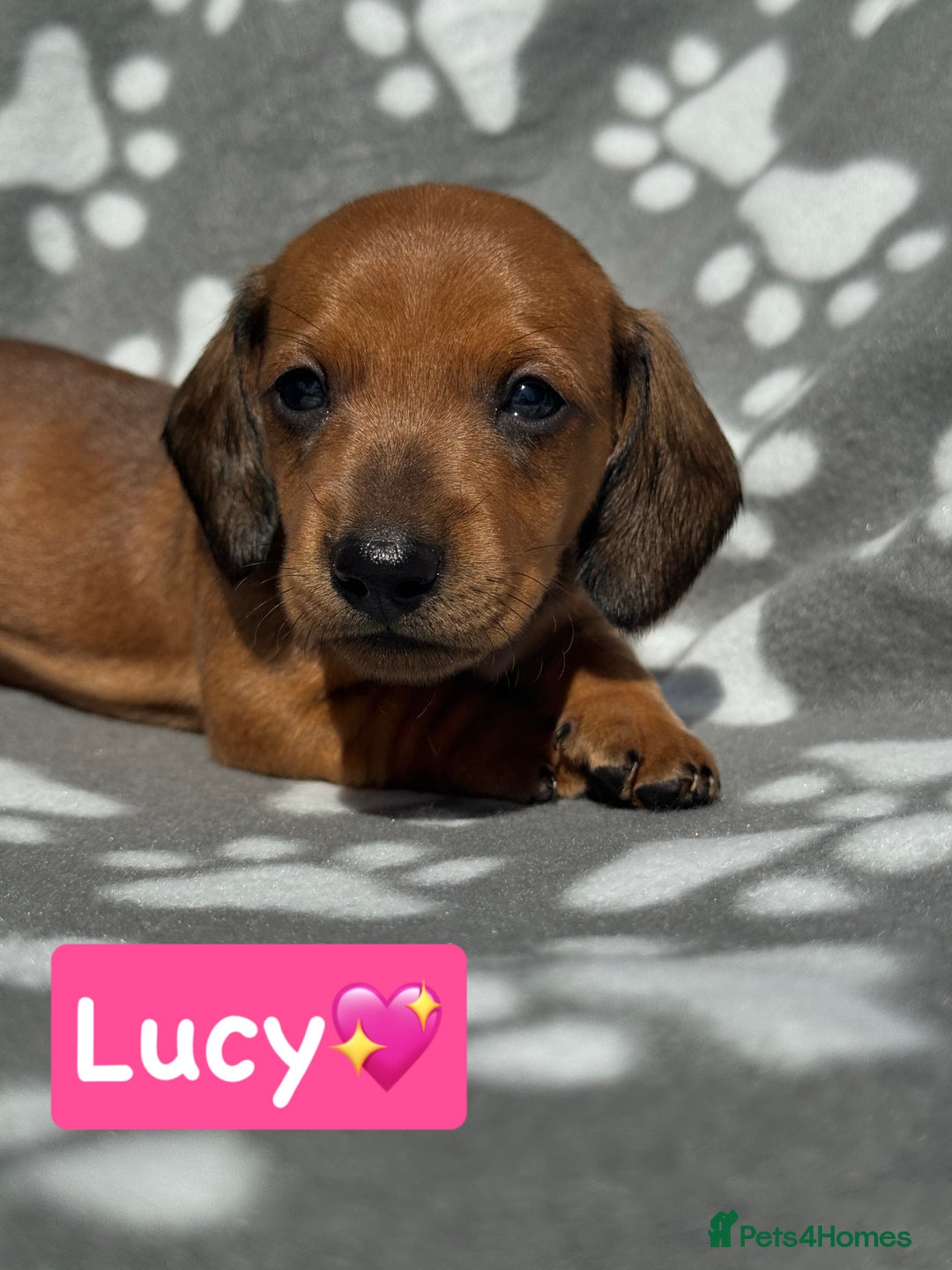 Miniature Dachshund dogs for sale: Miniature dachshund  - Image 5