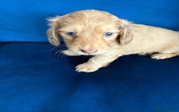 Dachshund dogs for sale: Miniature long haired dachshund pups KC registered - Image 11