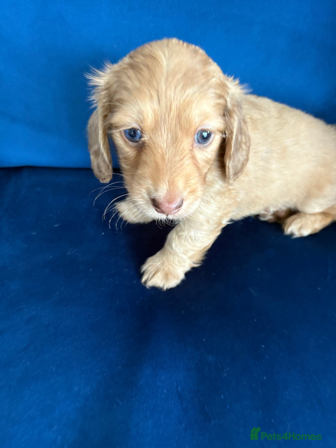 Dachshund dogs for sale: Miniature long haired dachshund pups KC registered - Image 11