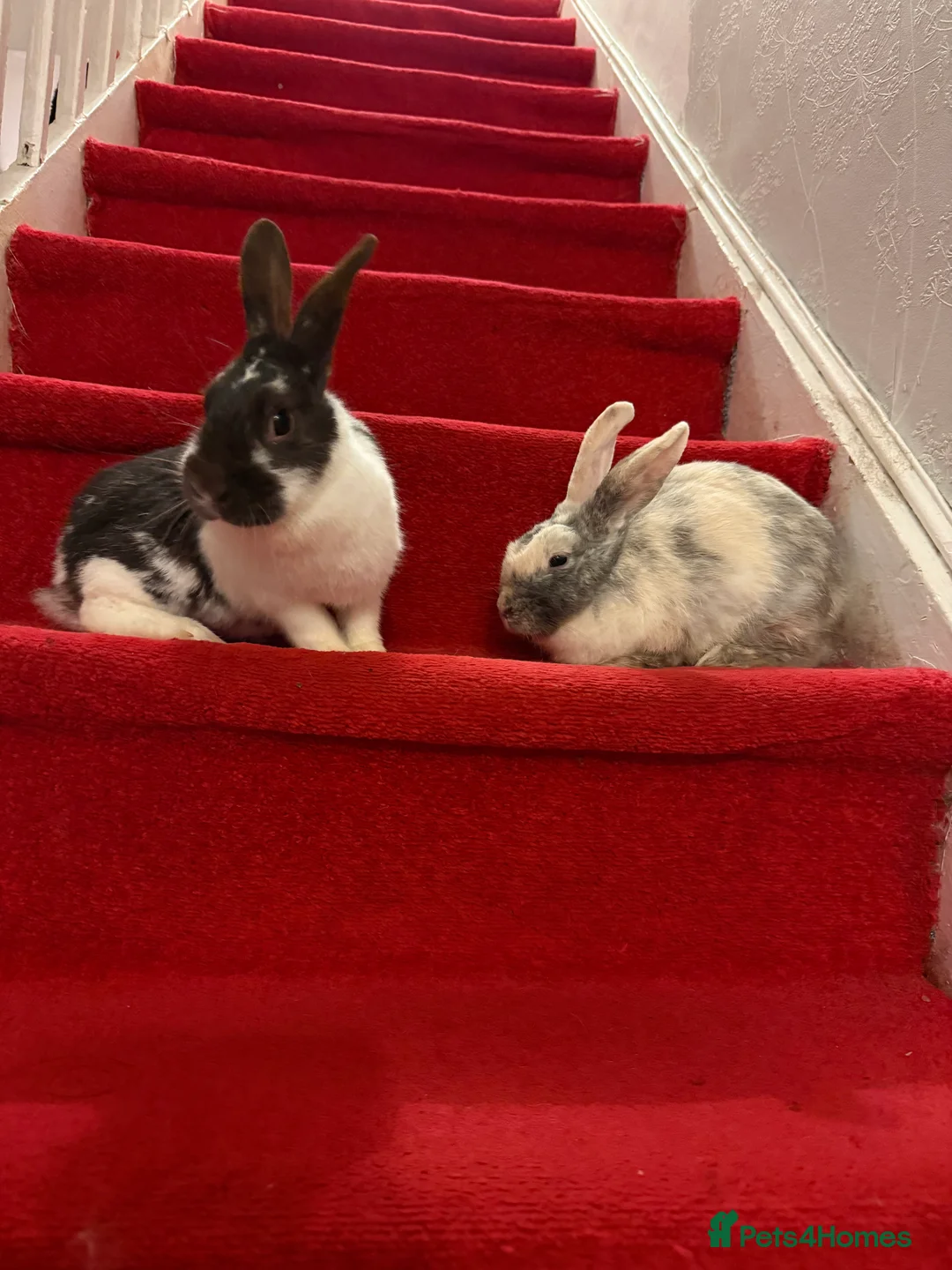 Lionhead rabbits for sale: Rabbits  - Advert 6